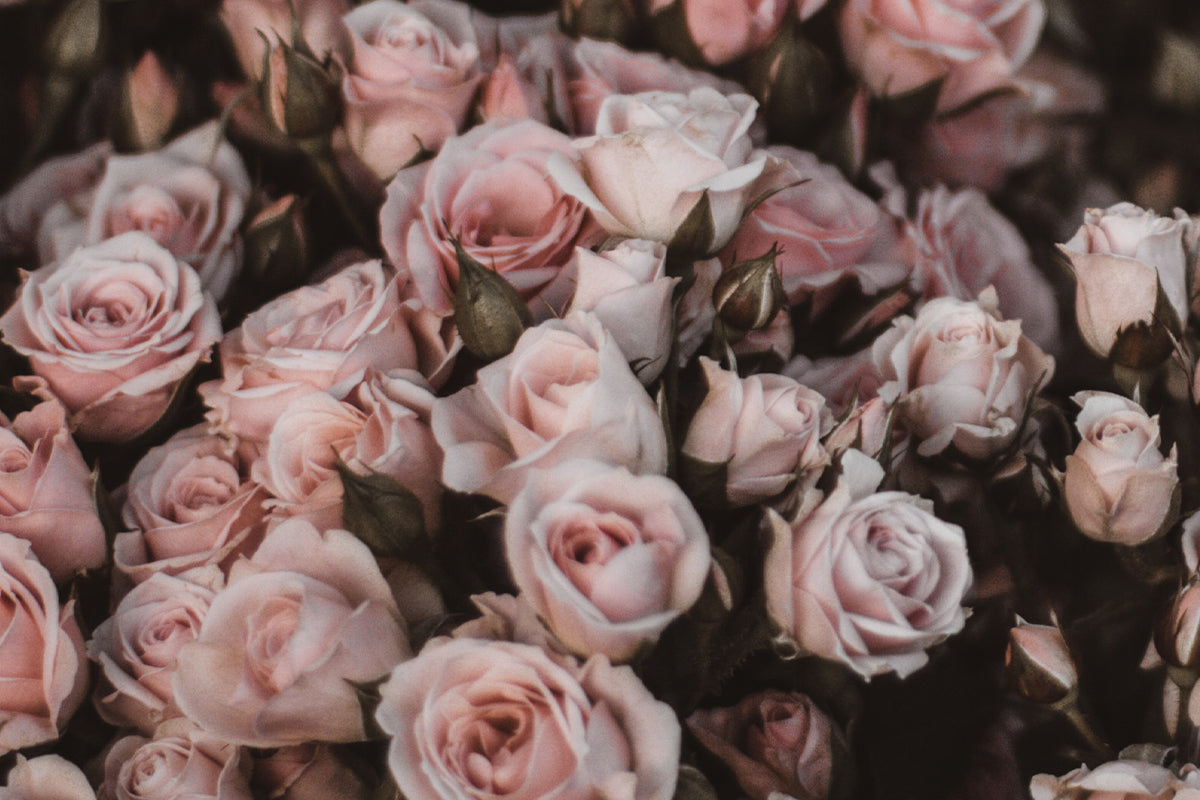 Floral Dreams Collection